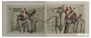 WU Yiqiang - Pork prices fall (newspaper synthesis)